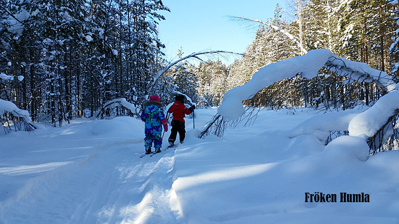 längdskidor,skogstur,