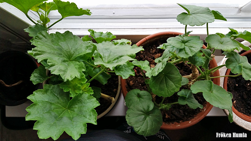 pelargoner,norrbotten,odling,fröken humla,jenny holmgren