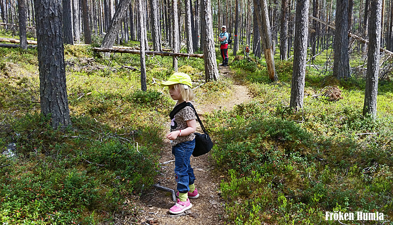 muddus,nationalpark,norrbotten,laponia,fröken humla,jenny holmgren