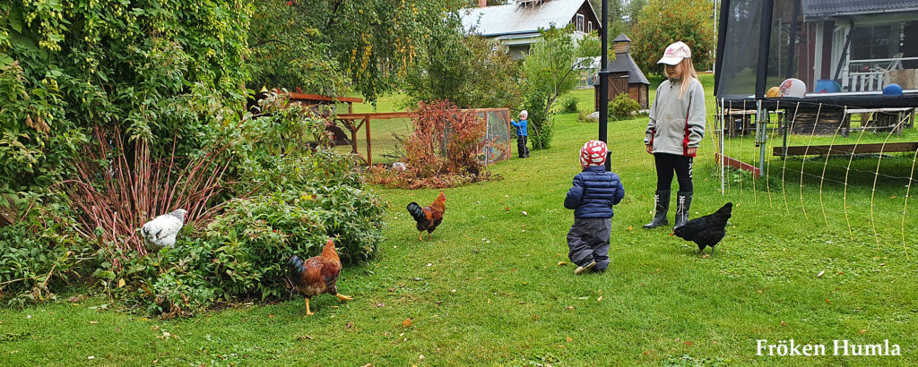 fröken humla, jenny holmgren, norrbotten, höns